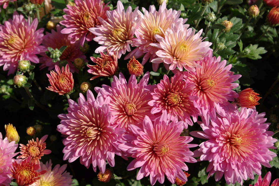 To browse mums that you won39;t find at your local garden store, go to 