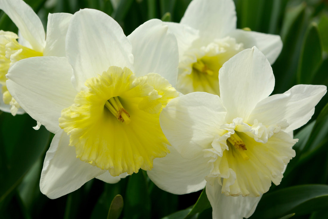 Narcissus (Daffodils) - The Obsessed Gardener