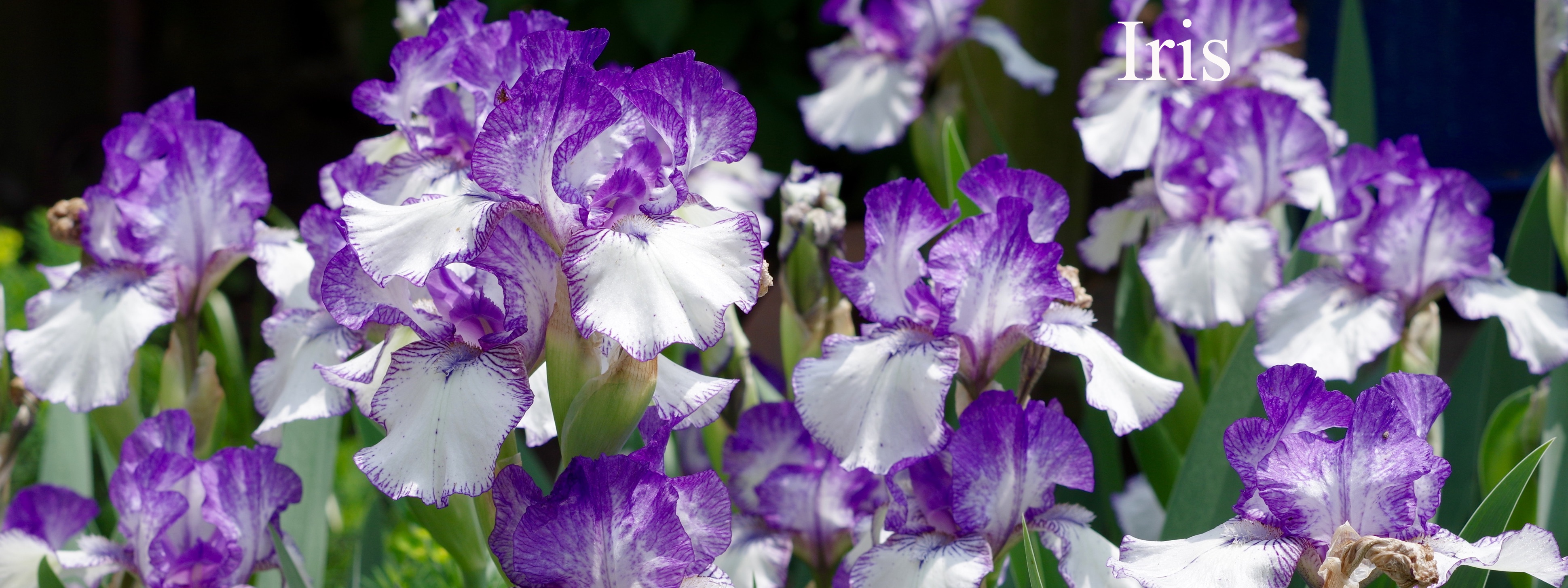 The walking iris, a surprisingly easy houseplant! - Laidback Gardener